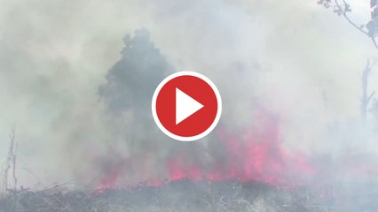 Declarada emergencia ambiental en zona del Delta del Río Paraná de Buenos Aires