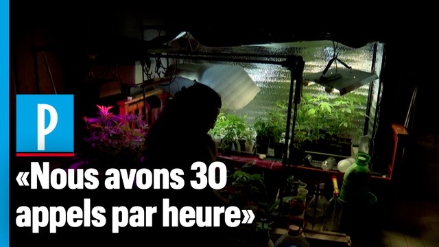 Les Argentins se mettent à la culture de cannabis médical