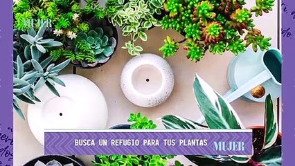 Tải video: Jardinería | Cuidado de las plantas en tiempos de lluvia  - Nex Panamá