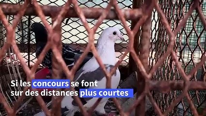 La colombophilie, nouvelle passion des jeunes Sénégalais