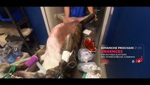 Urgences sur NRJ 12: L'incroyable quotidien des vétérinaires de l'urgence