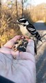 Un magnifique oiseau vient lui manger dans la main