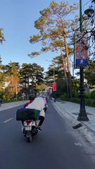 Fluffy Samoyeds Enjoy a Moped Ride