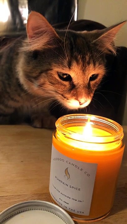 Curious Kitty Discovers Her First Candle