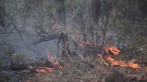 Ora News - Zjarri përfshin masivin pyjor në fshatrat e Korçës