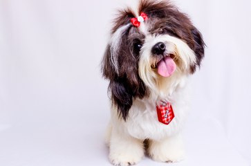 ¿Tuviste un mal día? Estos perritos te lo van a mejorar