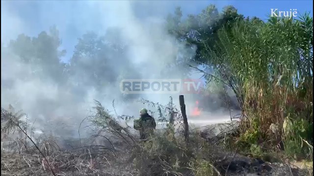 Aktivizohen dy vatra zjarri! Në Lushnje digjen ullishte e vreshta, në Krujë rrezikohen banesat
