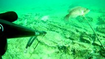 Spearfishing Ballan Wrasse / Zıpkınla Kikla Avı