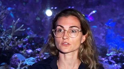 Great Barrier Reef coral due to spawn