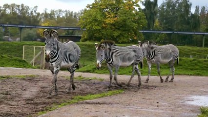 The Secret Life Of The Zoo S01E04 Save the Elephants