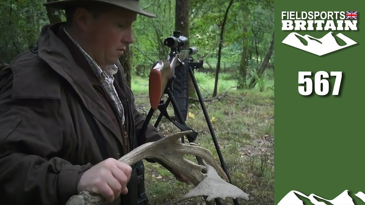 Fieldsports Britain - deer ruts are underway