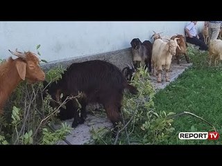 Sëmundja 'gjuha blu' prek bagëtitë e imëta në Kukës Veterineri Rreth 300 krerë të infektuara