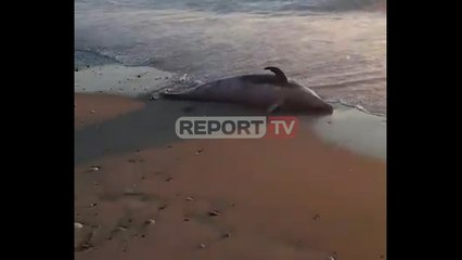 Report TV - Pamje e trishtë nga plazhi i Kallmit/ Delfini i ngordhur del në breg