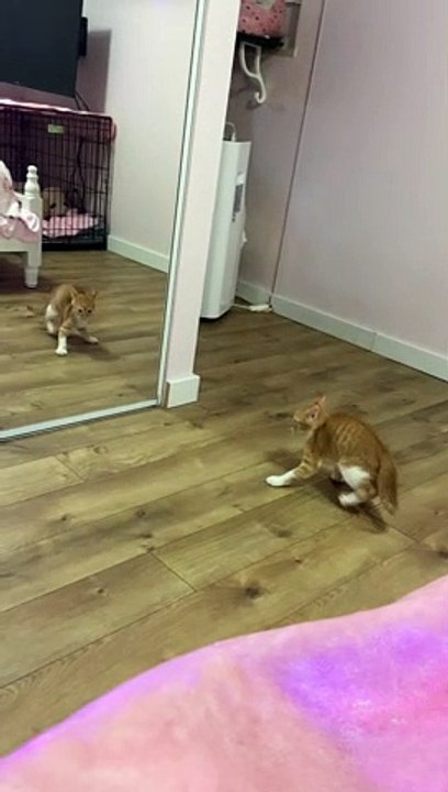 Kitten Realizing how Handsome he is looking in the Mirror