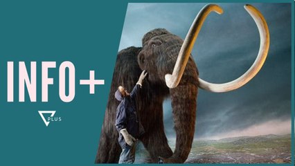 INFO+ / Zbulohet varreza më e madhe në botë e mamuthëve - Vizion Plus
