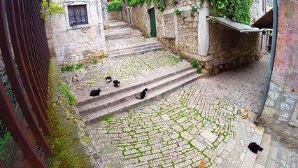 岩合光昭の世界ネコ歩き 「クロアチア」 (2016-05-26)