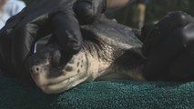 Del frío de Massachusetts a Florida: las tortugas tambien vuelan