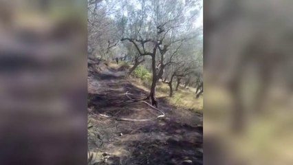 Përfshihet nga flakët një kodër me ullinj në Elbasan