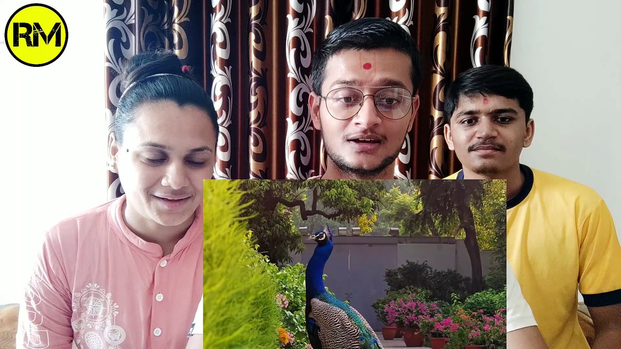 Reaction Makers | Precious moments - PM Modi feeding peacocks at his residence | Reaction Video