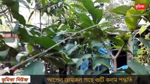 জামরুল গাছে কলম করার পদ্ধতি পব ০২ -  গুটি কলম করার পদ্ধতি  পব ০২ - Air Layering water fruit