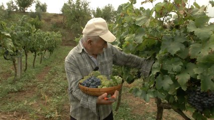 Report Tv, Veri Jug - Vreshtat e rrushit në Gurrën e vogël