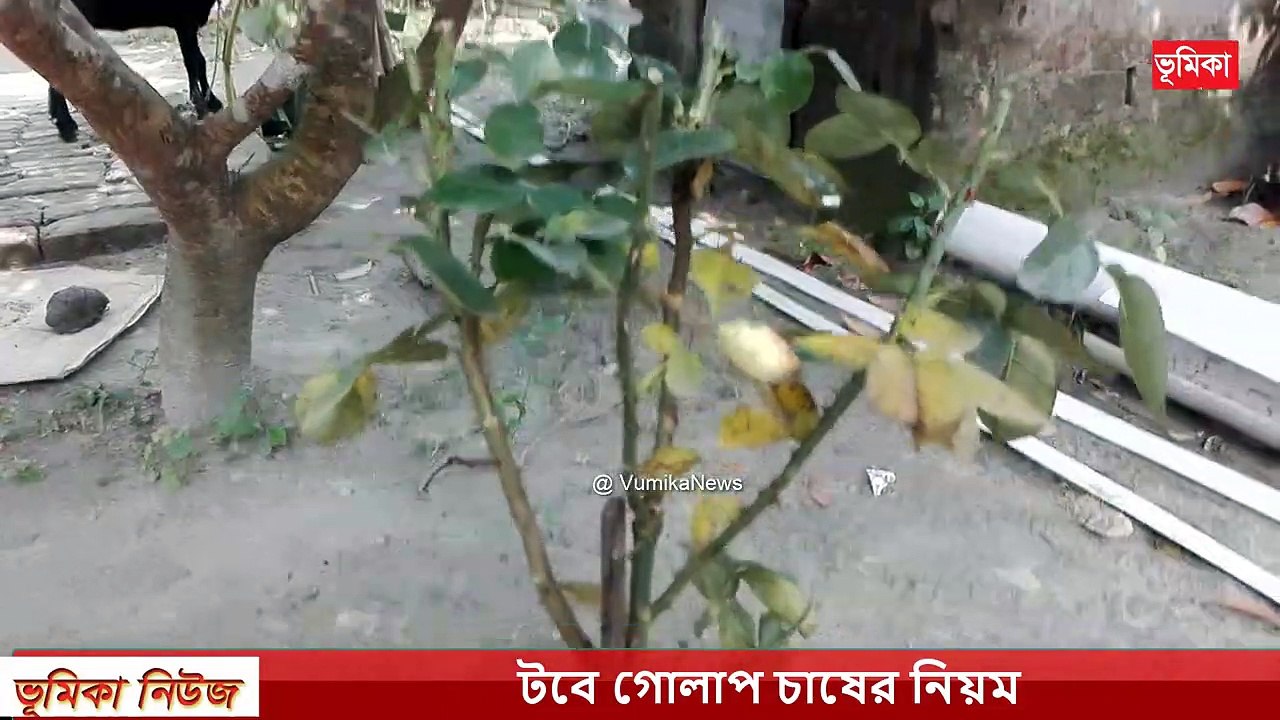 কিভাবে টবে গোলাপ ফুল গাছ লাগাবেন নিয়ম |  How to Rose Cultivation _ Rose Cultivation - Vumika