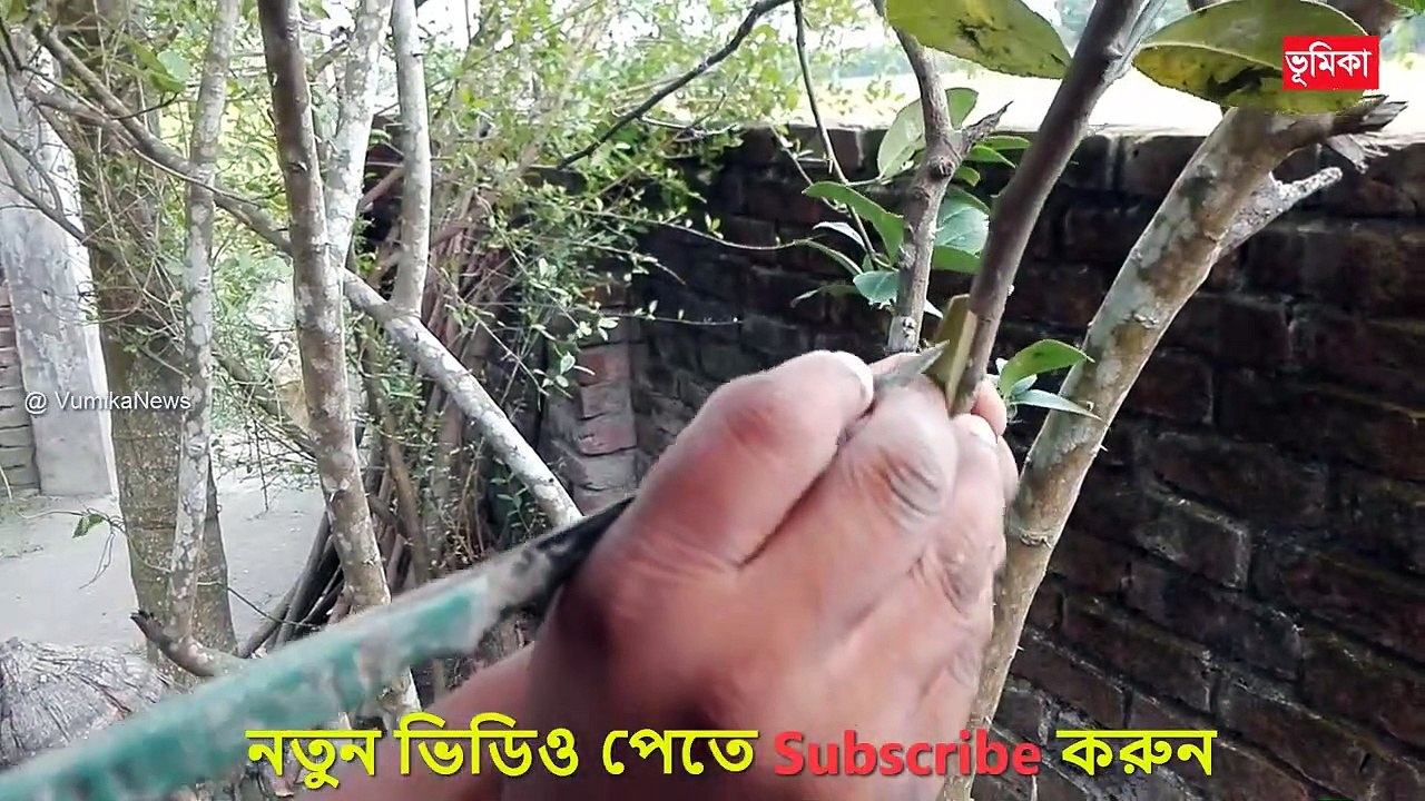 Lemon Tree Air Layering _ লেবু গাছে কলম করার পদ্ধতি _ গুটি কলম করার পদ্ধতি _ Air Layering _ Agro