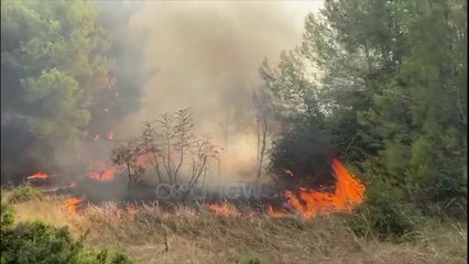 Ora News - Shkrumbohen “mushkëritë” e gjelbra: Zjarre në zonat e pyllëzuara në Durrës, Mat e Lezhë