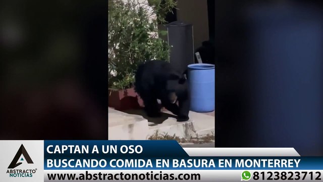 Captan a un oso buscando comida en basura en Monterrey