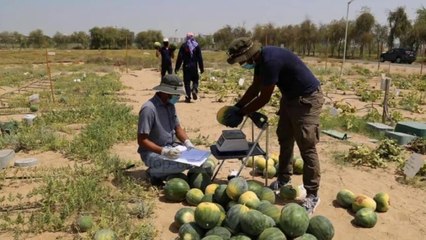 Top News - Spraji çudibërës/ Shkretëtira bëhet `tokë bujqësorë `