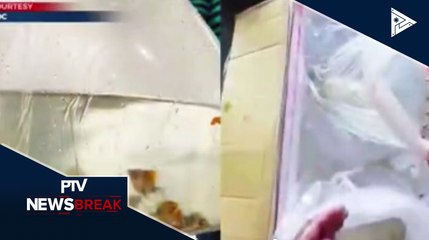 14 kilo ng ornamental fish, nasabat ng Bureau of Customs