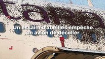 Un essaim d'abeilles empêche un avion de décoller