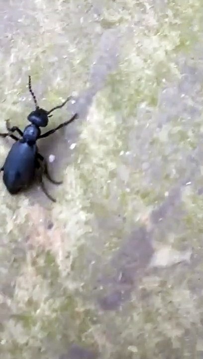 Black scorpion india