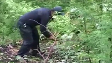 KONTROLLET PËR DROGË, TRAFIKANTËT QËLLOJNË POLICINË NË MALËSINË E KRUJËS - News, Lajme - Kanali 7