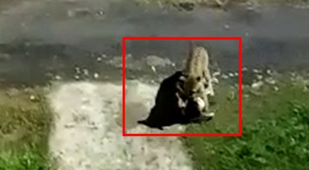 गाजियाबाद: तेंदुए को लेकर आर्डिनेंस फैक्टरी में चला सर्च ऑपरेशन, कुत्ते का शिकार करते VIDEO