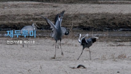 [영상] 철원평야를 찾아온 겨울 손님 / YTN