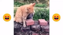Cute Pets and Funny Animals Video - Try not to laugh