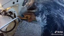 Giant tiger shark tries to eat turtle! #nature #fyp #viral #bahamas #worldwide