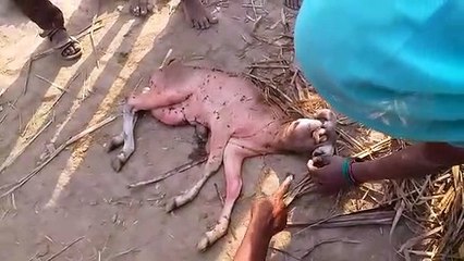 गाय ने दिया अद्धभुत बछड़े को जन्म