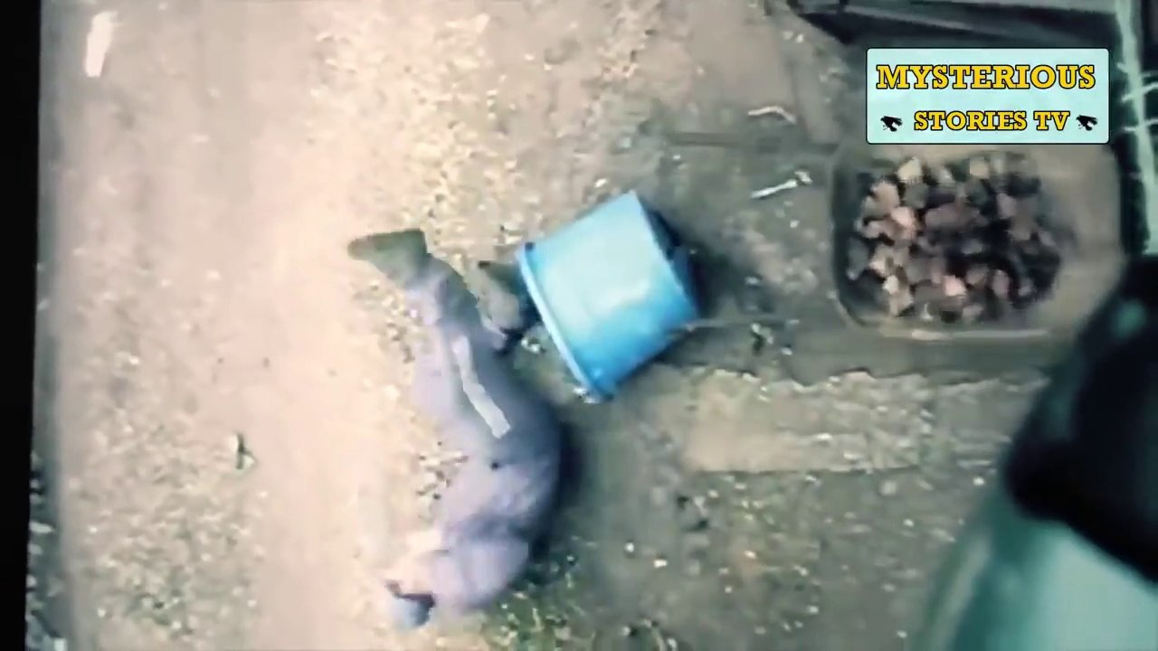 urdu hindi  Weird & Funny Things Caught  On Cameras