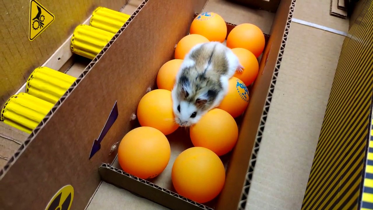 Scorpion maze with Traps hamster Police Pets in Hamster Stories_1080pFHR