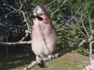 Bientot le Printemps