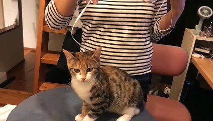ひも愛が強すぎる三毛猫のおでこにイヤホンを乗せたらかわいすぎた【三毛猫のまる】