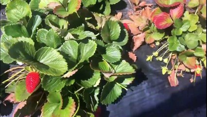 Strawberry Picking Perth