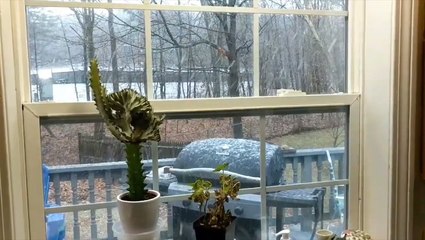 Fat flakes of snow make you glad to be inside