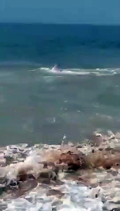 في مشهد نادر صيادون يطلقوا سراح قرش مهدد بالإنقراض بعد أن علق في شباكهم