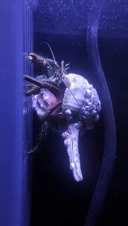 Sea animals and it's life