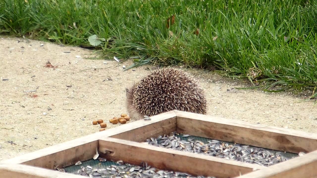 le hérisson mange des croquettes pour chat
