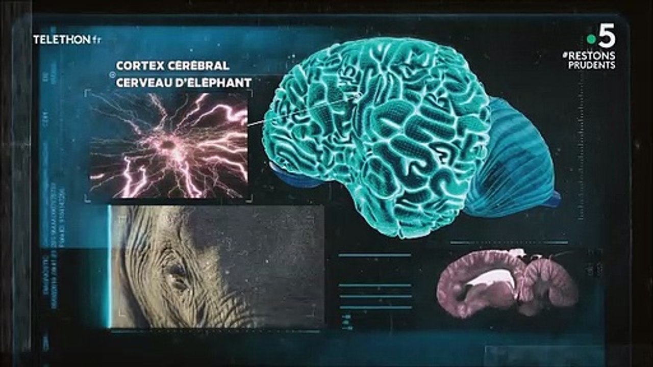Intelligence des éléphants