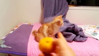Funny Cats Funny Cat Videos Best Funny Videos Cats Compilation
